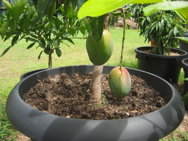 Выращивание манго