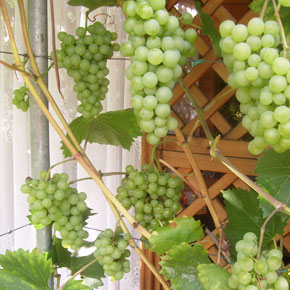 Виноград выращивание