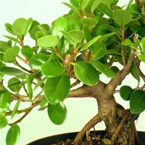 Фикус Микрокарпа. Ficus Microcarpa Фикус Микрокарпа. Ficus Microcarpa