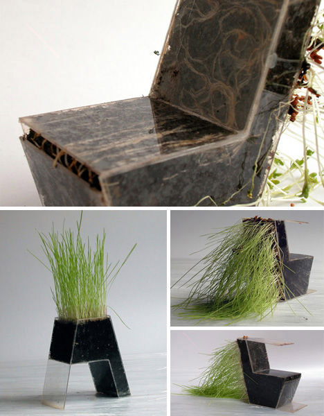 мебель из растений 